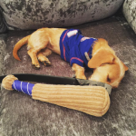 puppy sports fan